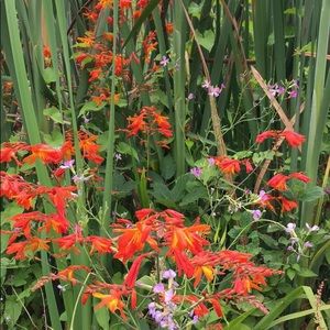 Meet your Posher, Guadalupe